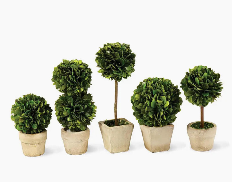 Boxwood Mini Topiaries in Pots