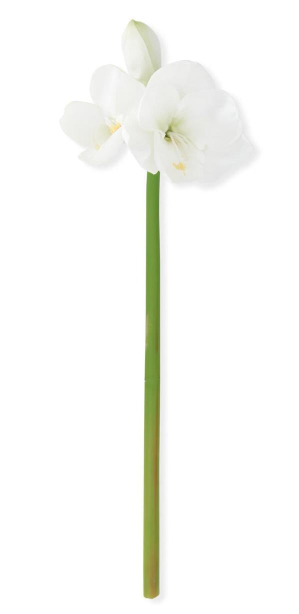 White Amaryllis Stem