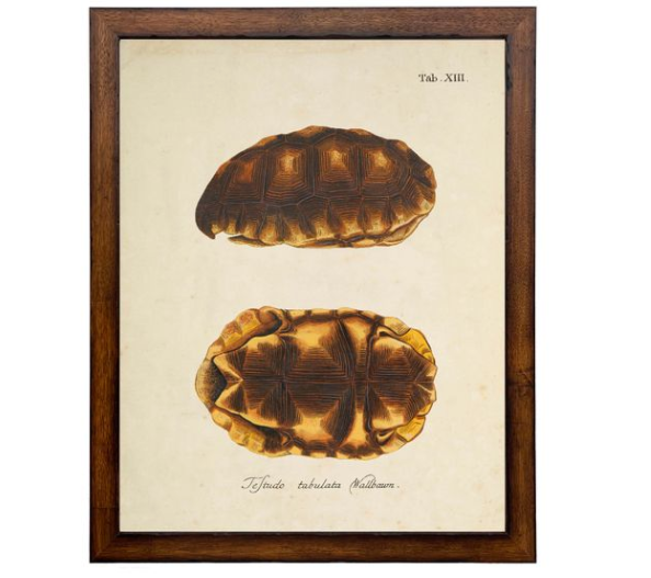 Vintage Turtle Shell Bookplate Print