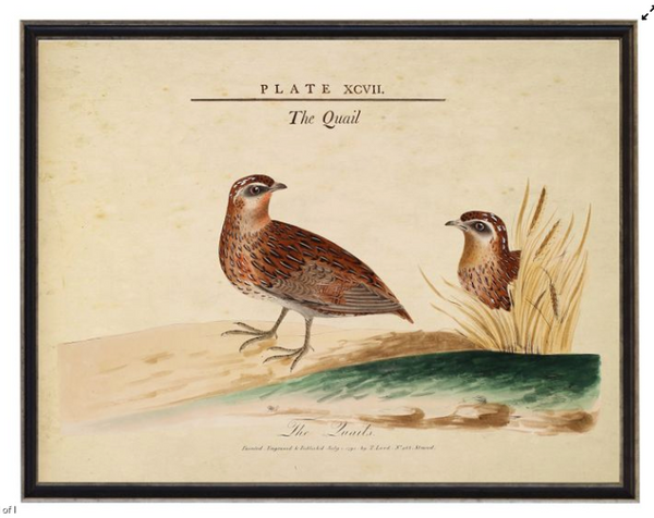 Vintage Quail Illustration